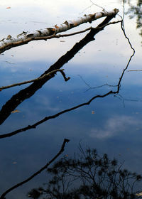 Low angle view of silhouette bare tree by lake against sky