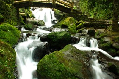 Scenic view of waterfall in forest