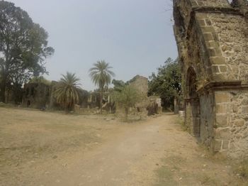 Road along trees