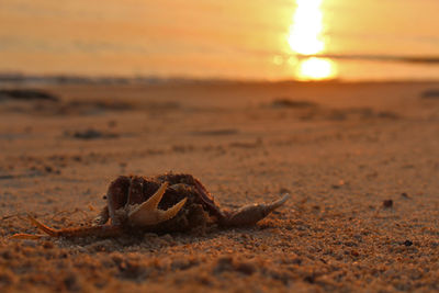 Close-up of crab on sand at beach against sky
