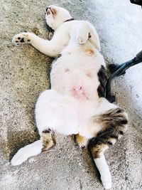 High angle view of cat relaxing outdoors