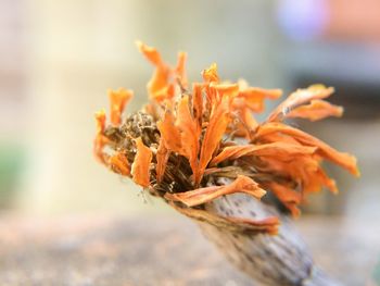 Close-up of wilted orange flower