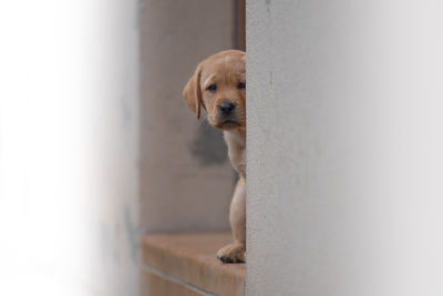 Close-up portrait of puppy peeking by wall