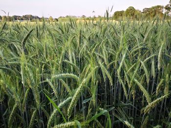 Scenic view of wheat field against sky