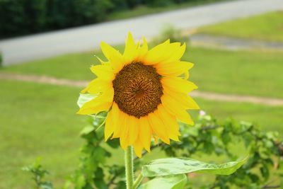 Close-up of sunflower blooming in field