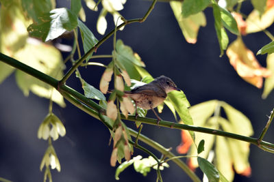 Close-up of bird perching on plant