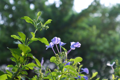 Close-up of purple flowering plant