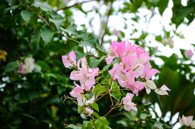 Close-up of pink flowers blooming on tree