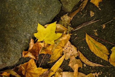 High angle view of yellow maple leaves