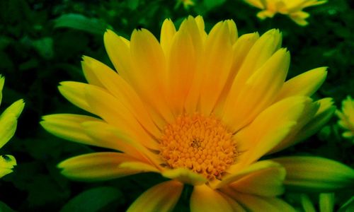 Close-up of daisy flower