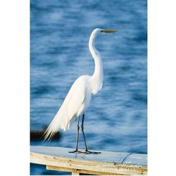 Bird flying over water