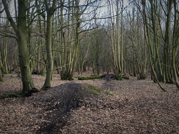 Trees in forest