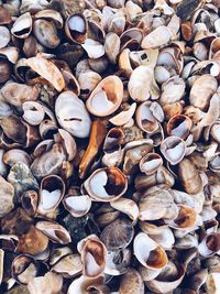 Full frame shot of seashells