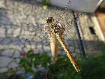 Close-up of dragonfly