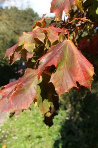Close-up of maple leaves