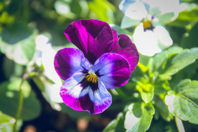 Close-up of purple flower blooming outdoors