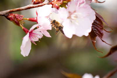 Close-up of bee pollinating on pink flower