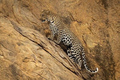 Leopard stands on steep rockface looking ahead