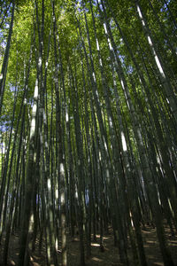 Low angle view of bamboo trees in forest