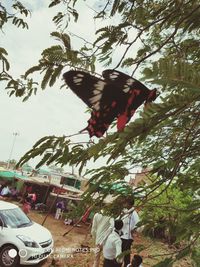 Low angle view of people by car on tree