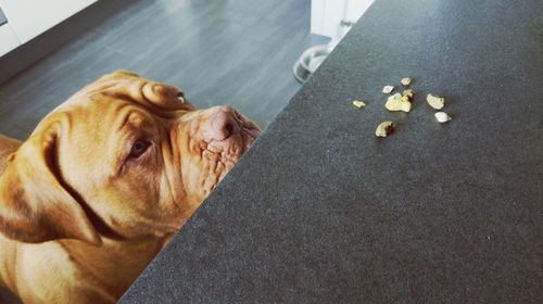 High angle view of dogue de bordeaux looking at food on table