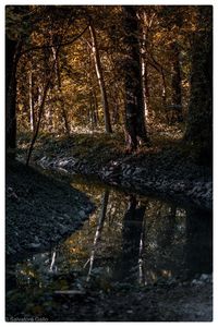 Scenic view of lake in forest during autumn