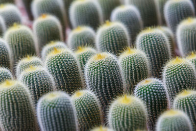 Full frame shot of succulent plants