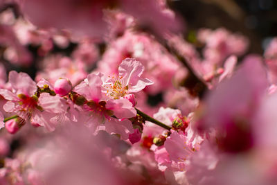 Close-up of cherry blossom