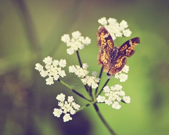 Close-up of butterfly pollinating on flower