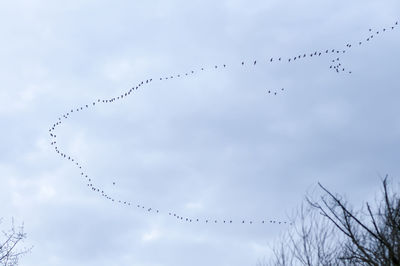 Low angle view of birds flying in sky