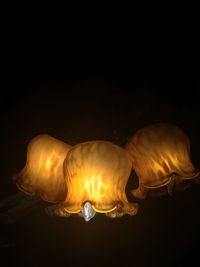 Close-up of light bulb at night