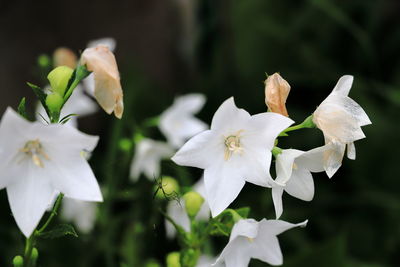 Close-up of white flowering plant in park