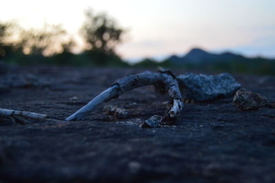 Stick on a rock