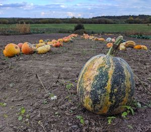 Pumpkins on field