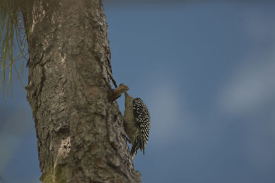 Low angle view of bird perching on tree against sky