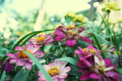 Close-up of pink flowering plant