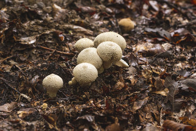 Common puffball mushrooms in group growing on the forest floor in early autumn