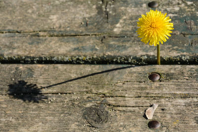 Close-up of yellow dandelion on wood