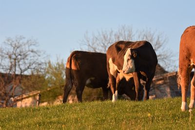 Cows grazing in a field