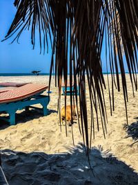 Palm trees on beach against sky