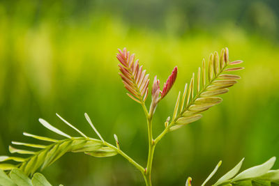 Close-up of tamarind growing on field