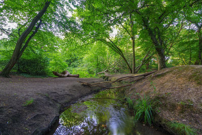 View of waterfall in forest