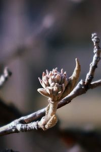 Close-up of flower buds growing on tree