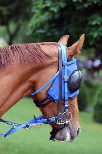 Close-up of horse riding