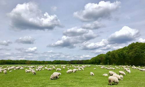 Flock of sheep on grassy field against sky