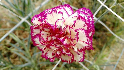 Close-up of flower blooming outdoors