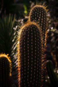 Close-up of cactus