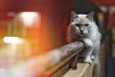 Close-up portrait of cat at home