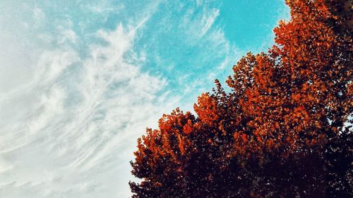 Close-up of tree against sea