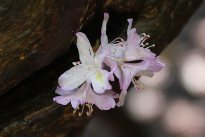 Close-up of pink flower